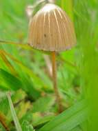 Image de Psilocybe mexicana R. Heim 1957