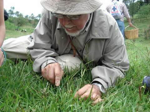 Image de Psilocybe mexicana R. Heim 1957