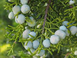 Imagem de Juniperus californica Carrière