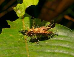 Image of Akanthomyces