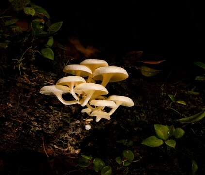 Image of Lentinus