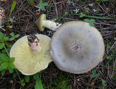 Image de Tricholoma