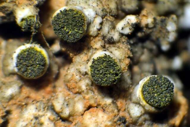 Image of texosporium lichen