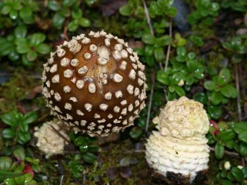 Image of Royal Fly Agaric