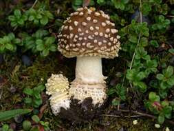 Image of Royal Fly Agaric