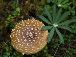 Image of Royal Fly Agaric