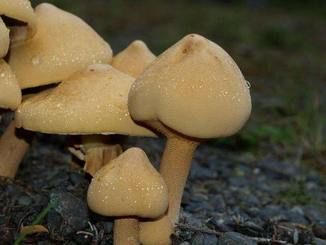 Image of Phaeolepiota