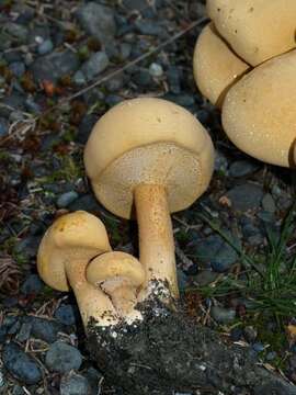 Image of Phaeolepiota