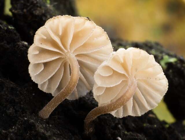 Image de Mycena meliigena (Berk. & Cooke) Sacc. 1887