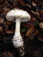 Image of Amanita magniverrucata Thiers & Ammirati 1982