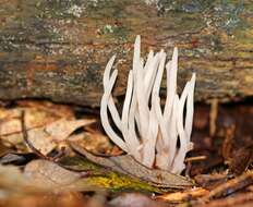 Image of Clavaria