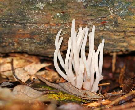 Clavaria resmi