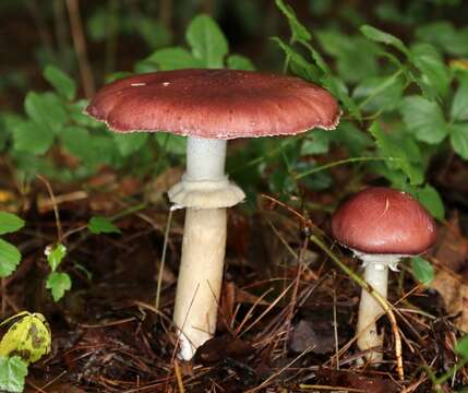 Image de Stropharia