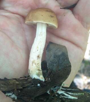 Image of Leccinum roseoscabrum Singer & R. Williams 1992