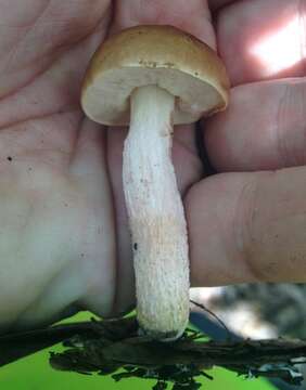 Image of Leccinum roseoscabrum Singer & R. Williams 1992