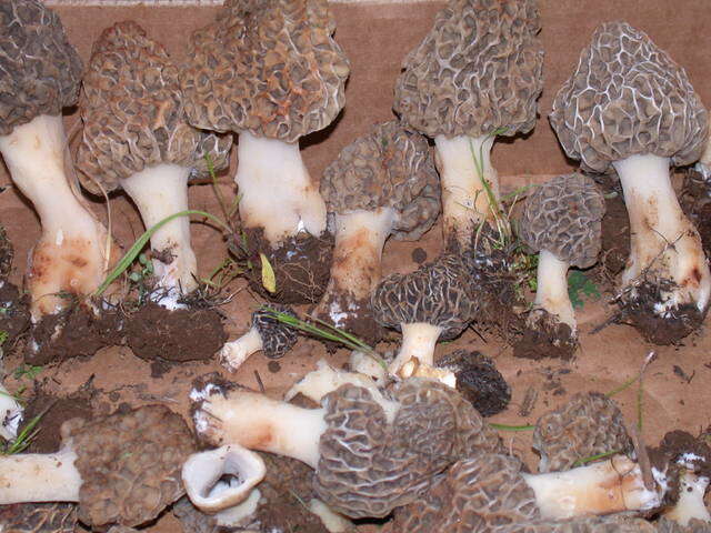 Image of Morchellaceae