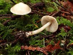 Inocybe resmi