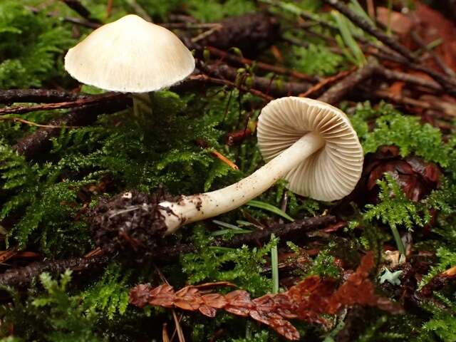 Imagem de Inocybe