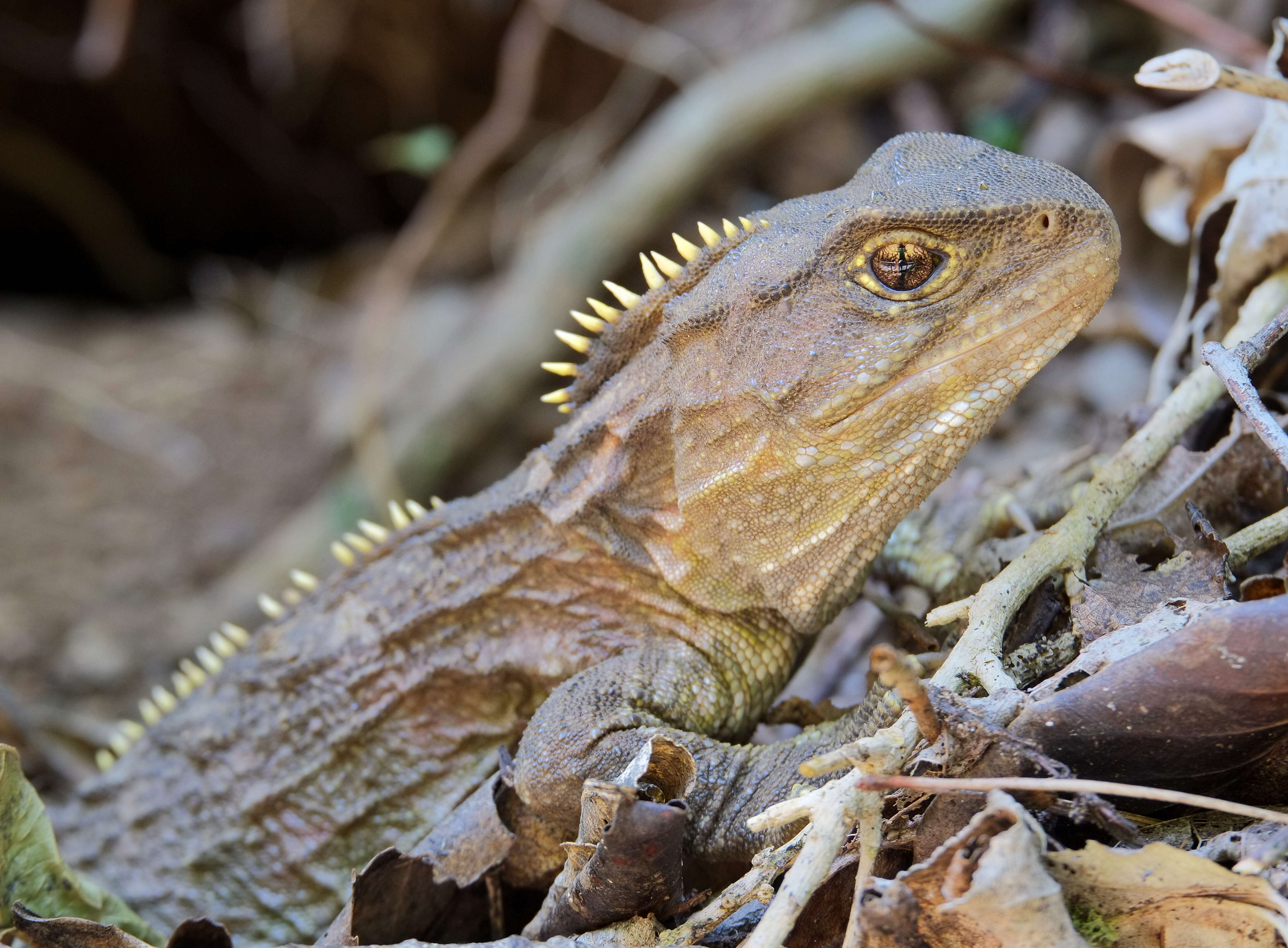 Imagem de Sphenodon punctatus (Gray 1842)