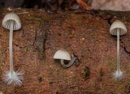 Sivun Mycena subcana A. H. Sm. 1947 kuva