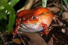 Image of Tomato Frogs