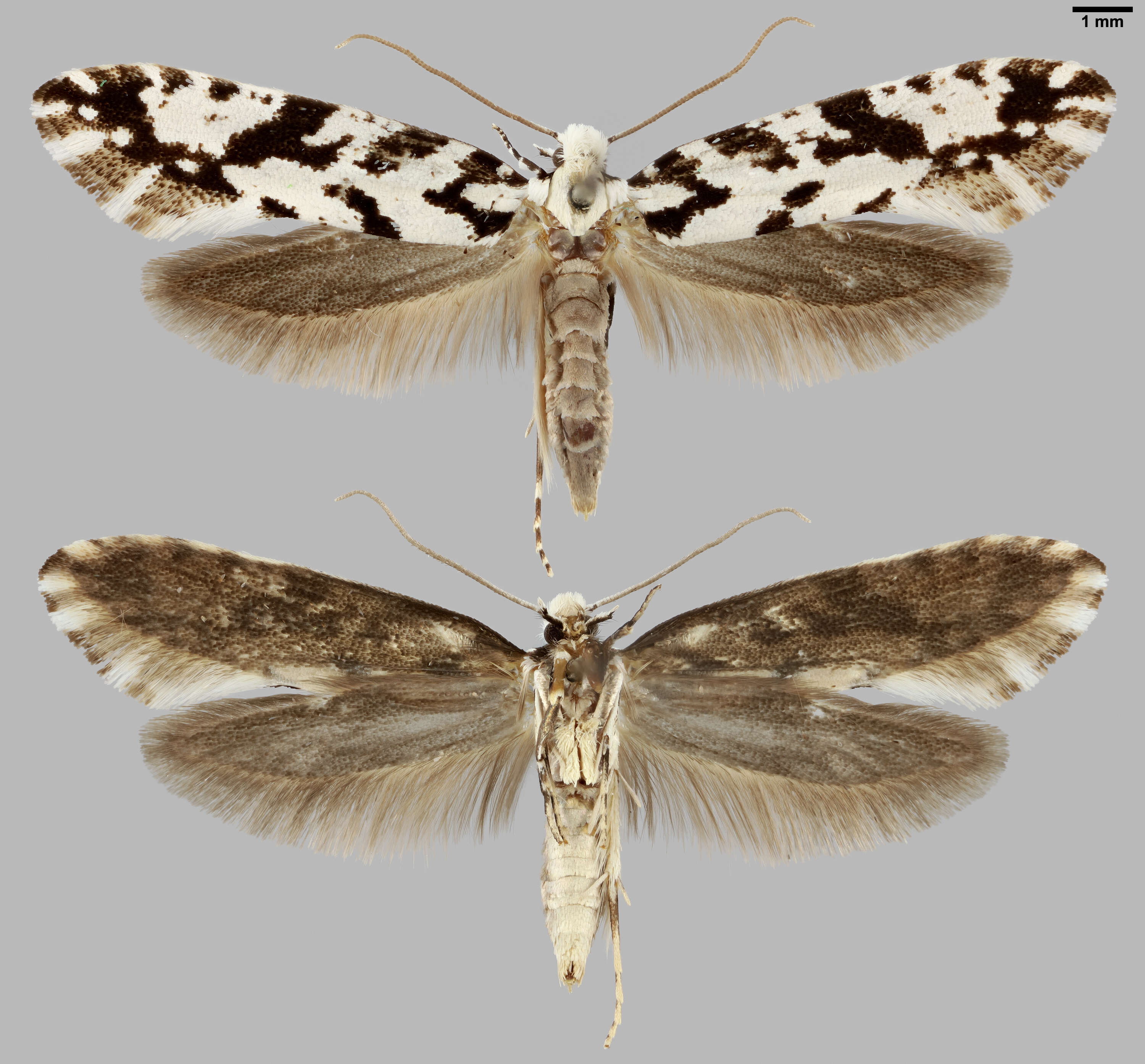 Image of Nemapogon nigralbella (Zeller 1839)