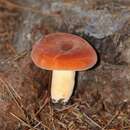 Image of Lactarius hygrophoroides Berk. & M. A. Curtis 1859