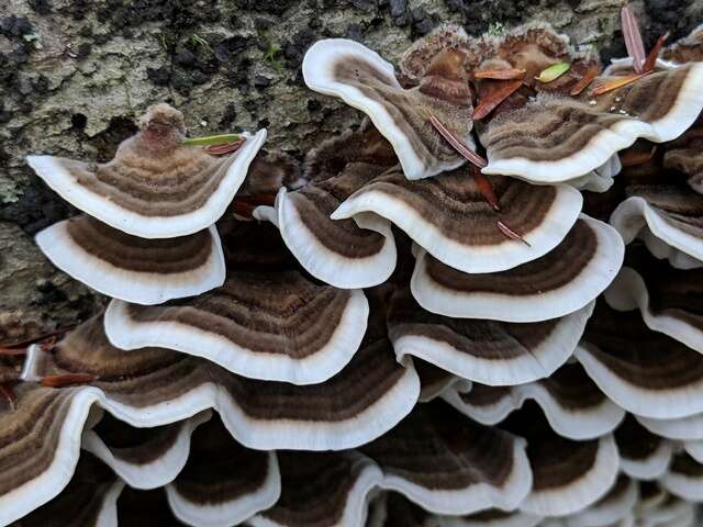 Image of Trametes