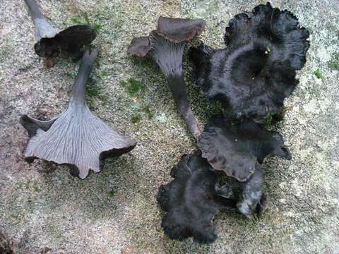 Image of Craterellus venosus R. H. Petersen 1975