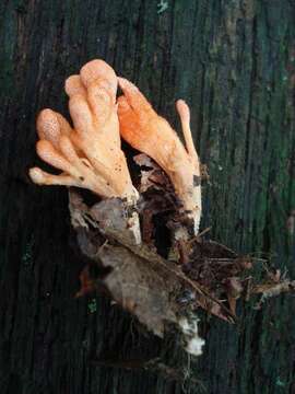 Plancia ëd Cordyceps