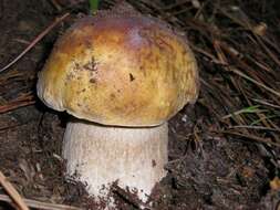 Image of Boletus