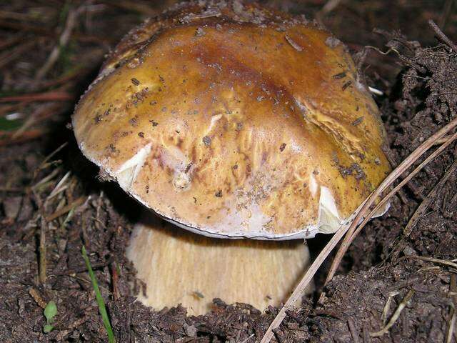 Image of Boletus