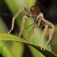 Image of Dolomedes minor L. Koch 1876