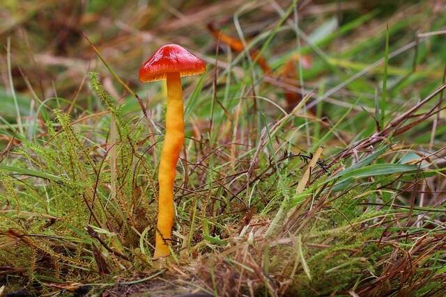 Слика од Hygrocybe (Fr.) P. Kumm.