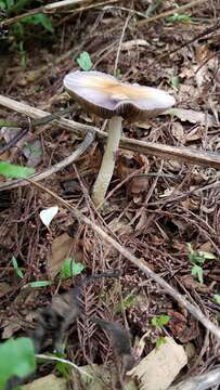 Image of Psilocybe