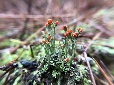 Image of cup lichen