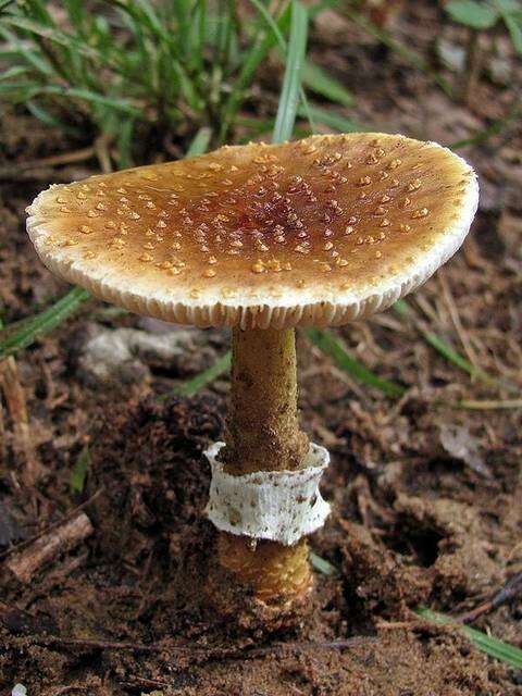 Plancia ëd <i>Amanita flavorubens</i>