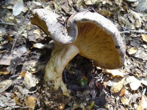 Plancia ëd Lactarius argillaceifolius Hesler & A. H. Sm. 1979