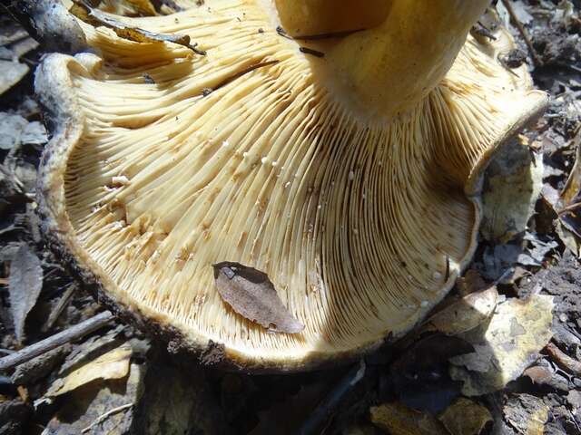 Слика од Lactarius argillaceifolius Hesler & A. H. Sm. 1979