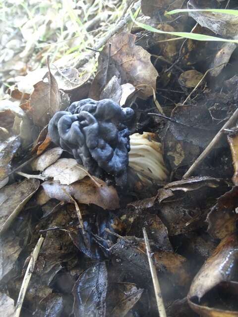 Imagem de Helvella dryophila Vellinga & N. H. Nguyen 2013