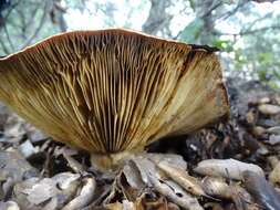 Слика од Lactarius argillaceifolius Hesler & A. H. Sm. 1979