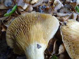 Image of Lactarius alnicola A. H. Sm. 1960