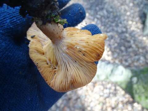 Image of Lactarius xanthogalactus Peck 1907