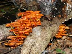 Image of Mycena leaiana (Berk.) Sacc. 1891