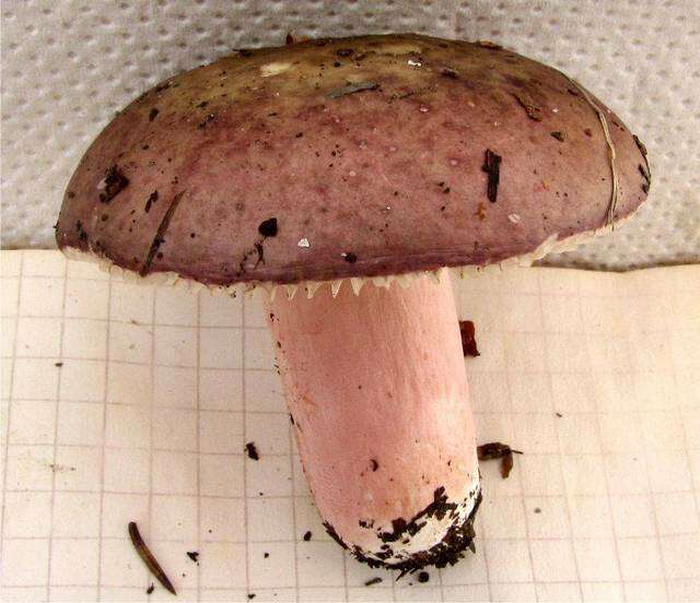 Image of Russula gracillima Jul. Schäff. 1931