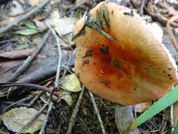 Sivun Russula cremoricolor Earle 1902 kuva