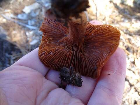 Image of Milk Cap Mushrooms