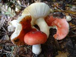 Image de Russula cremoricolor Earle 1902