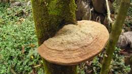 Image of Ganoderma