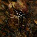 Plancia ëd <i>Xylaria tentaculata</i>